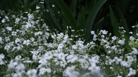 Beautiful small white flowers Stock Footage 131000761