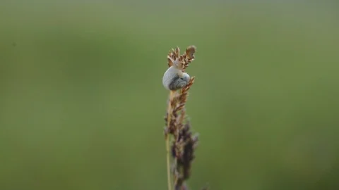 Beautiful small white snail sits on green grass stem top Stock Footage 112338038