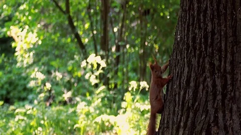 Beautiful smart squirrel is climbing on a tree Stock Footage 90175306