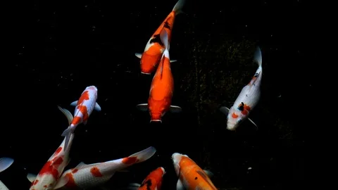 Beautiful smooth motion Koi fish close up footage with dark background Stock Footage 126013920