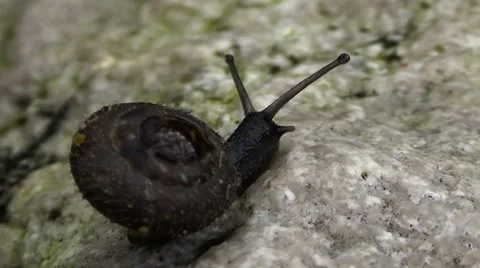 Beautiful snail crawling on the stone Stockbeeldmateriaal 55028714