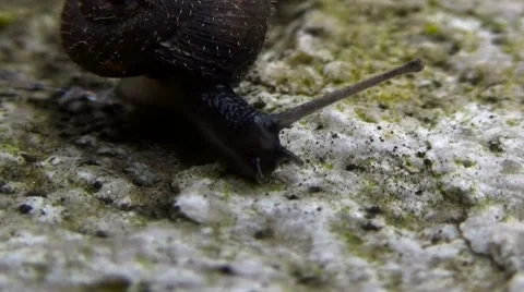 Beautiful snail crawling on the stone Stock Footage 55028743