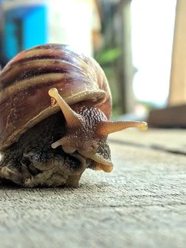 Beautiful snail Stock Photos