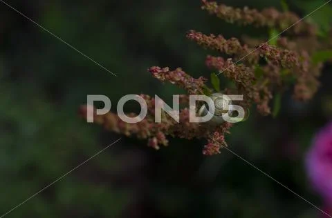 Beautiful Snail Shell on the top of a plant Stock Photos