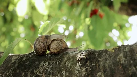 Beautiful snails on a tree branch close-up. One snail climbs onto another snail Stock Footage 245383577