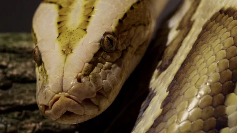 Beautiful Snake Close up 4k Stock Footage 71617571