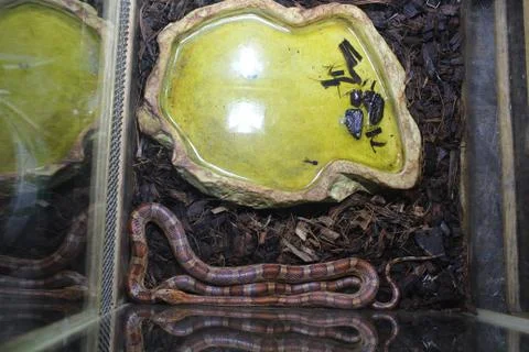 A beautiful snake Stock Photos