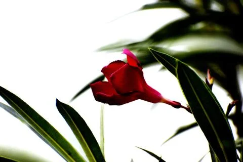 Beautiful snap of single flower Stock Photos