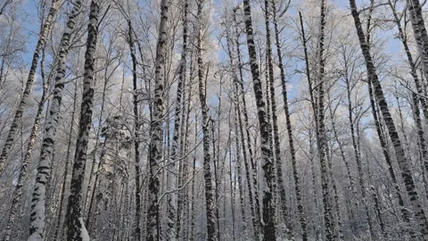 A beautiful snow-covered birch forest. Stock Footage 323165576