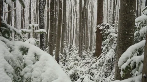 Beautiful snow-covered forest. White fluffy snow falling down on twigs Stock Footage 325962162