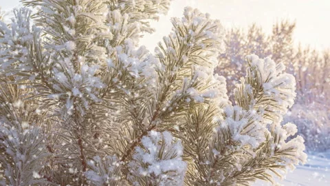 Beautiful snow-covered pine branch in the foreground. Snowfall, Stock Footage 145705647