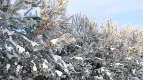 Beautiful Snow Covered Pine Trees With Frost In Nature On Sunny Winter Morning Stock Footage 224923564