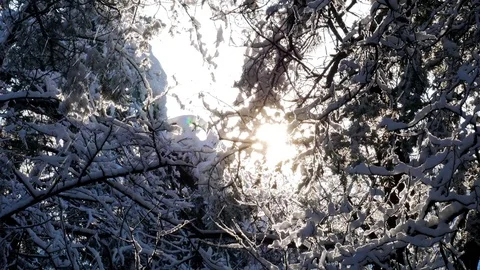Beautiful snow covered tree branches in snowfall Stock Footage 85086833