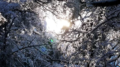 Beautiful snow covered tree branches in snowfall Stock Footage 85116833