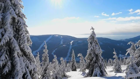 Beautiful snow covered trees Stock Footage 86116080