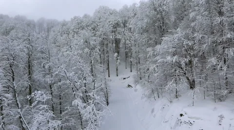 Beautiful snow covered trees in mountains Stock Footage 54680775