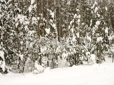 Beautiful, snow-covered winter forest Stock Photos