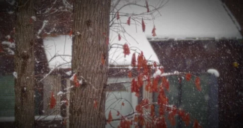 Beautiful Snow Fall in Small Forest Community Natures Beauty Stock Footage 267871662