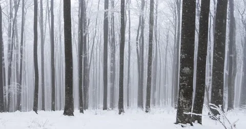 Beautiful snow falling in beech woods Vídeos de archivo 130292327