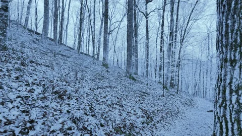 Beautiful Snow Falling in the Forest at Mammoth Cave National Park Woods Video stock 104082506