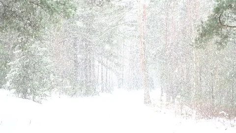 Beautiful snow shower in the forest Video stock 70447296