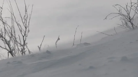 Beautiful snow in the wind Stock Footage 165844378