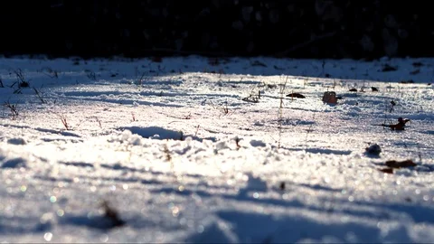 Beautiful snow in the winter Stock Footage 101485686