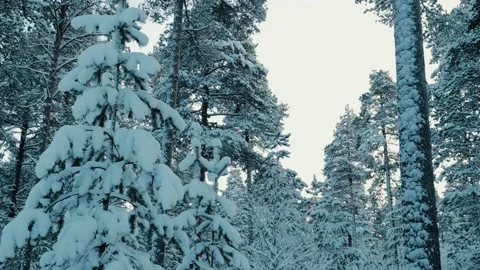 Beautiful Snowcoverd Forest Stockbeeldmateriaal 169792487