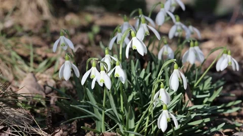 The beautiful snowdrop flower dissolves in the spring Stock Footage 149662701