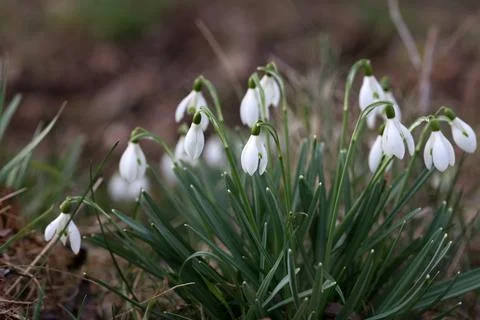 The beautiful snowdrop flower dissolves in the spring Stock Photos