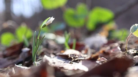 Beautiful snowdrop flower in forest Stock Footage 301456475