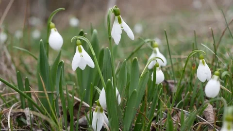 Beautiful snowdrop flowers at spring. Stock Footage 73980100