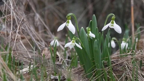 Beautiful snowdrop flowers at spring. Stock Footage 73980206