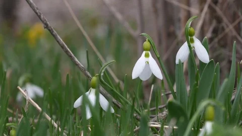 Beautiful snowdrop flowers at spring. Stock Footage 73980215