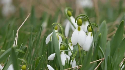 Beautiful snowdrop flowers at spring. Stock Footage 73980216