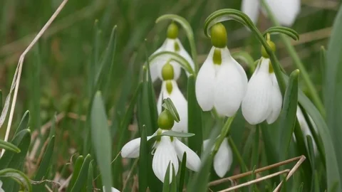 Beautiful snowdrop flowers at spring. Stock Footage 73980237