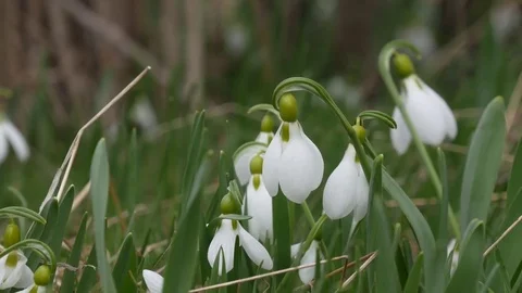 Beautiful snowdrop flowers at spring. Stock Footage 73980242
