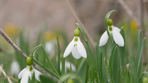 Beautiful snowdrop flowers at spring. Stock Footage 73980255