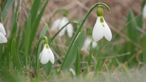 Beautiful snowdrop flowers at spring. Stock Footage 73980269