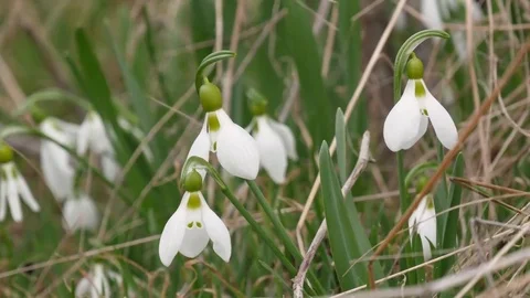 Beautiful snowdrop flowers at spring. Stock Footage 73980273