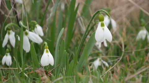 Beautiful snowdrop flowers at spring. Stock Footage 73980274