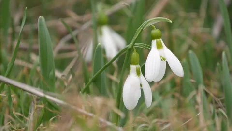 Beautiful snowdrop flowers at spring. Stock Footage 73980285