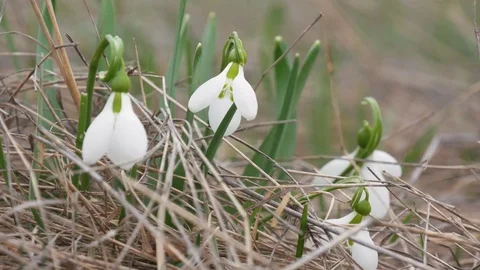Beautiful snowdrop flowers at spring. Stock Footage 73980289