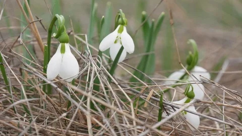 Beautiful snowdrop flowers at spring. Stock Footage 73980291