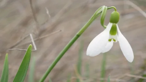 Beautiful snowdrop flowers at spring. Stock Footage 73980300