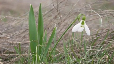 Beautiful snowdrop flowers at spring. Stock Footage 73980313