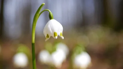 Beautiful snowdrop flowers at spring. Stock Footage 74133065