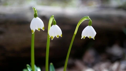 Beautiful snowdrop flowers at spring. Stock Footage 74133080