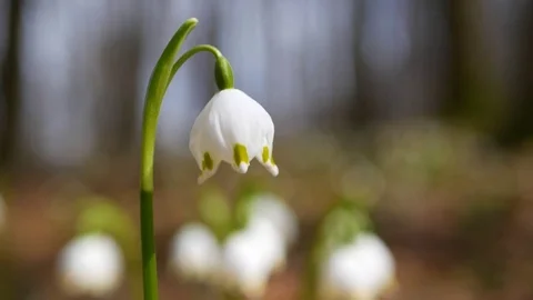 Beautiful snowdrop flowers at spring. Stock Footage 74133100