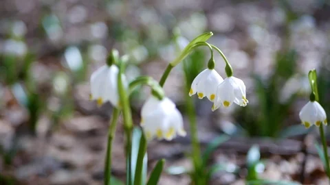 Beautiful snowdrop flowers at spring. Stock Footage 74133102